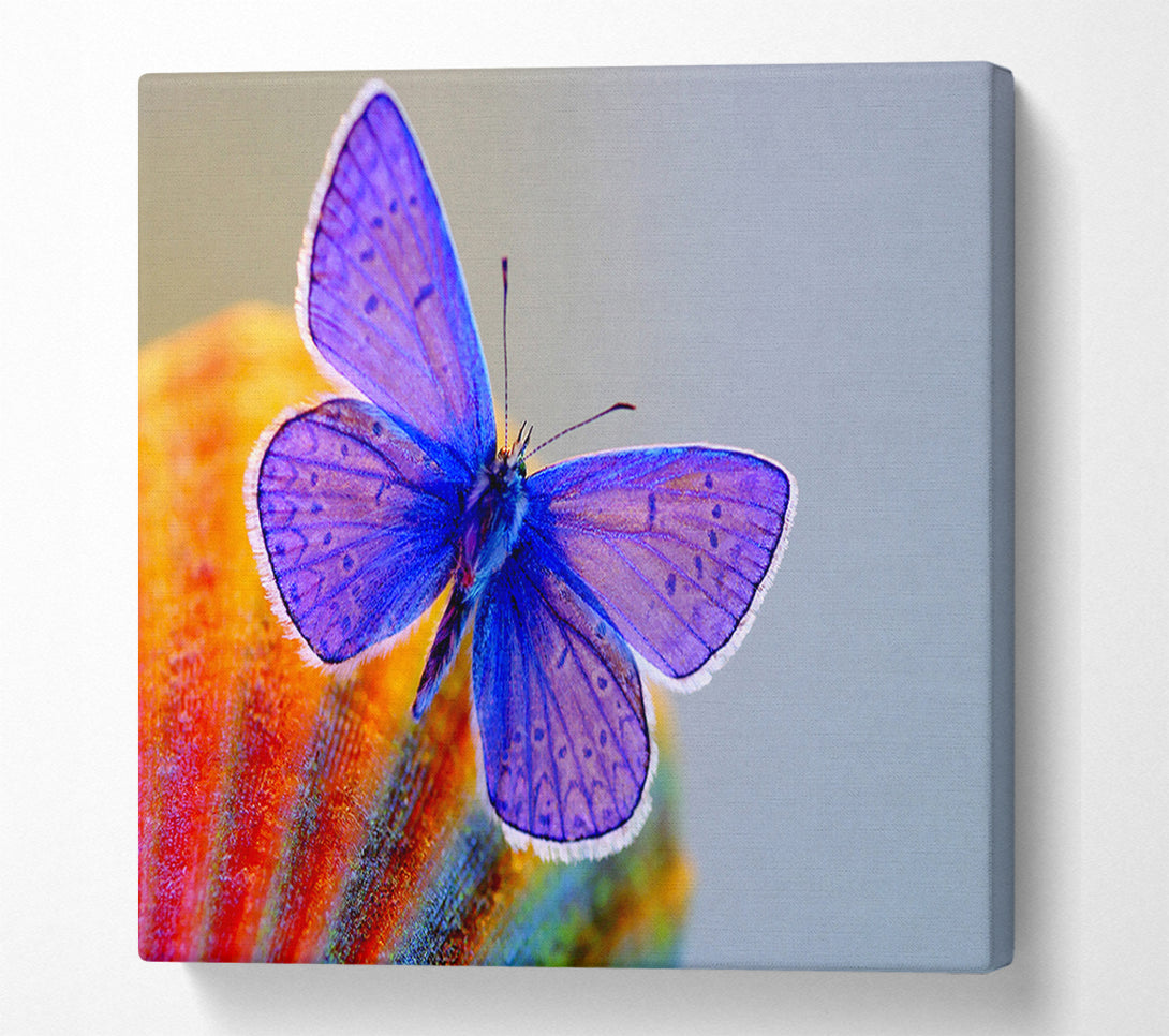  A Canvas Print of Stunning Butterfly Canvas Wall Art