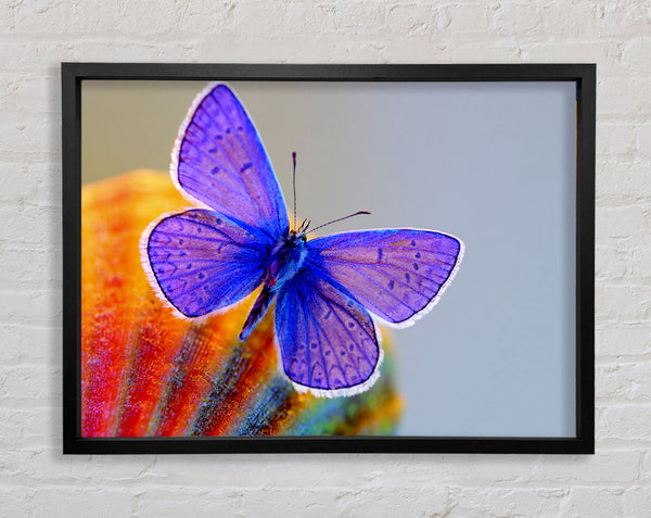Stunning Butterfly Framed Print