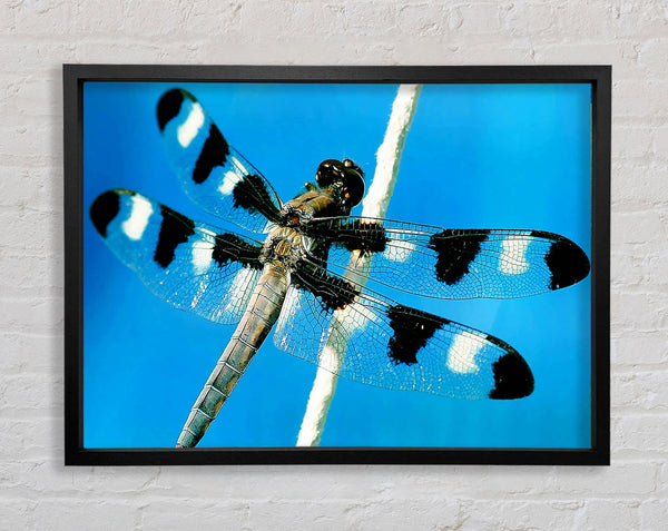 Stunning Winged Insect Framed Print