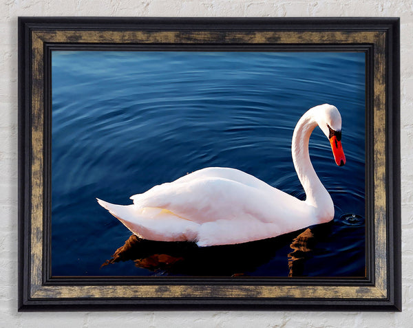 Swan In The River Framed Print