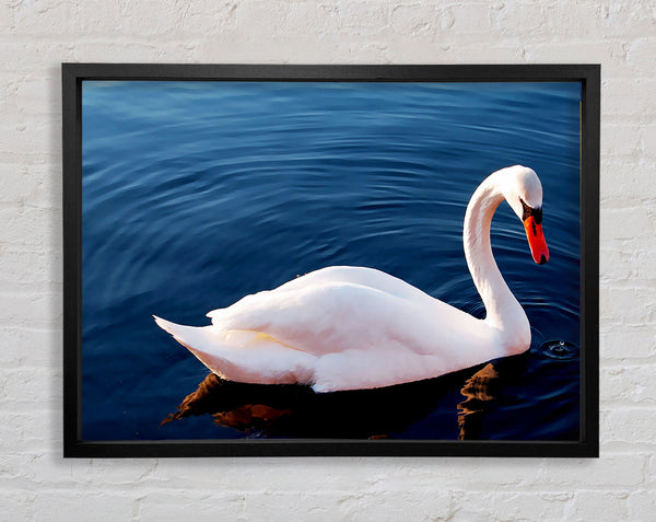 Swan In The River Framed Print