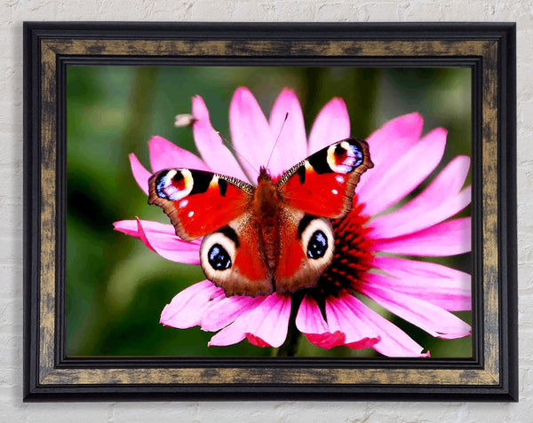 Symmetrical Butterfly Framed Print