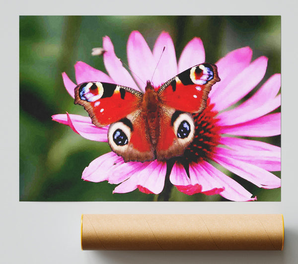 Symmetrical Butterfly Poster