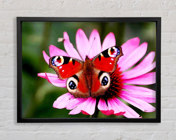 Symmetrical Butterfly Framed Print