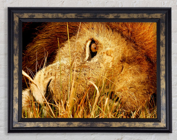 The Eye Of Lion Framed Print