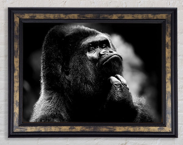 Thoughtful Gorilla B n W Framed Print