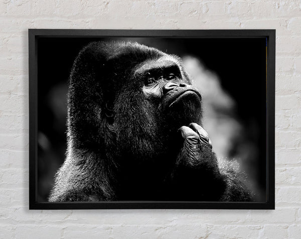 Thoughtful Gorilla B n W Framed Print