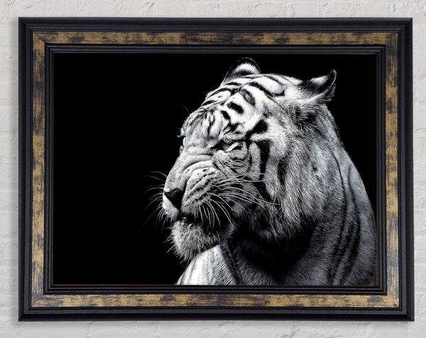 Tiger Black And White 2 Framed Print