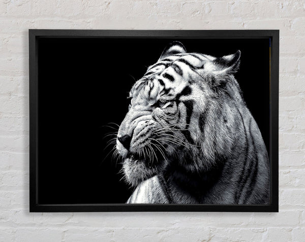 Tiger Black And White 2 Framed Print