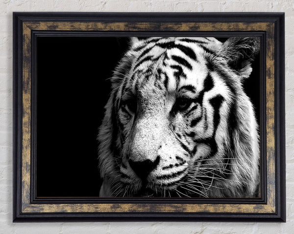 Tiger Black And White Framed Print