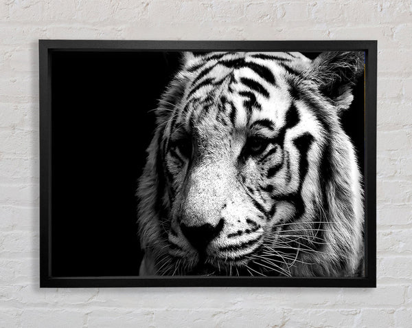 Tiger Black And White Framed Print