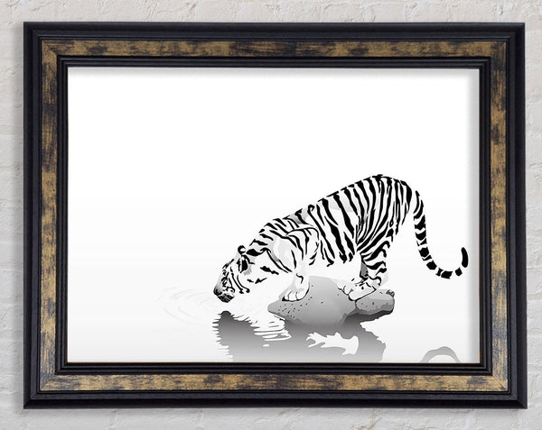 Tiger Drinking Framed Print