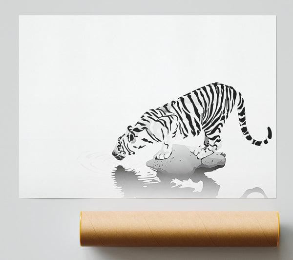Tiger Drinking Poster