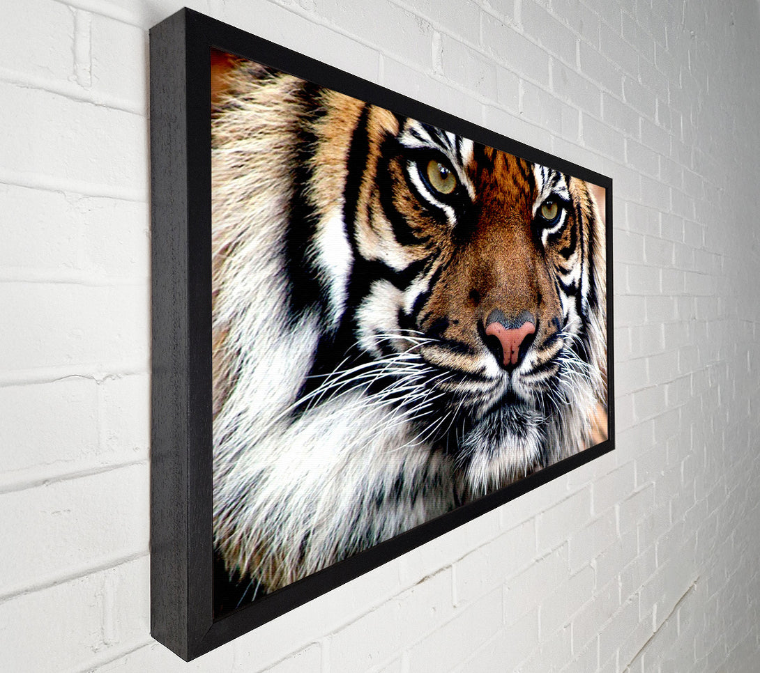  A Canvas Print of Tiger Face Canvas Print