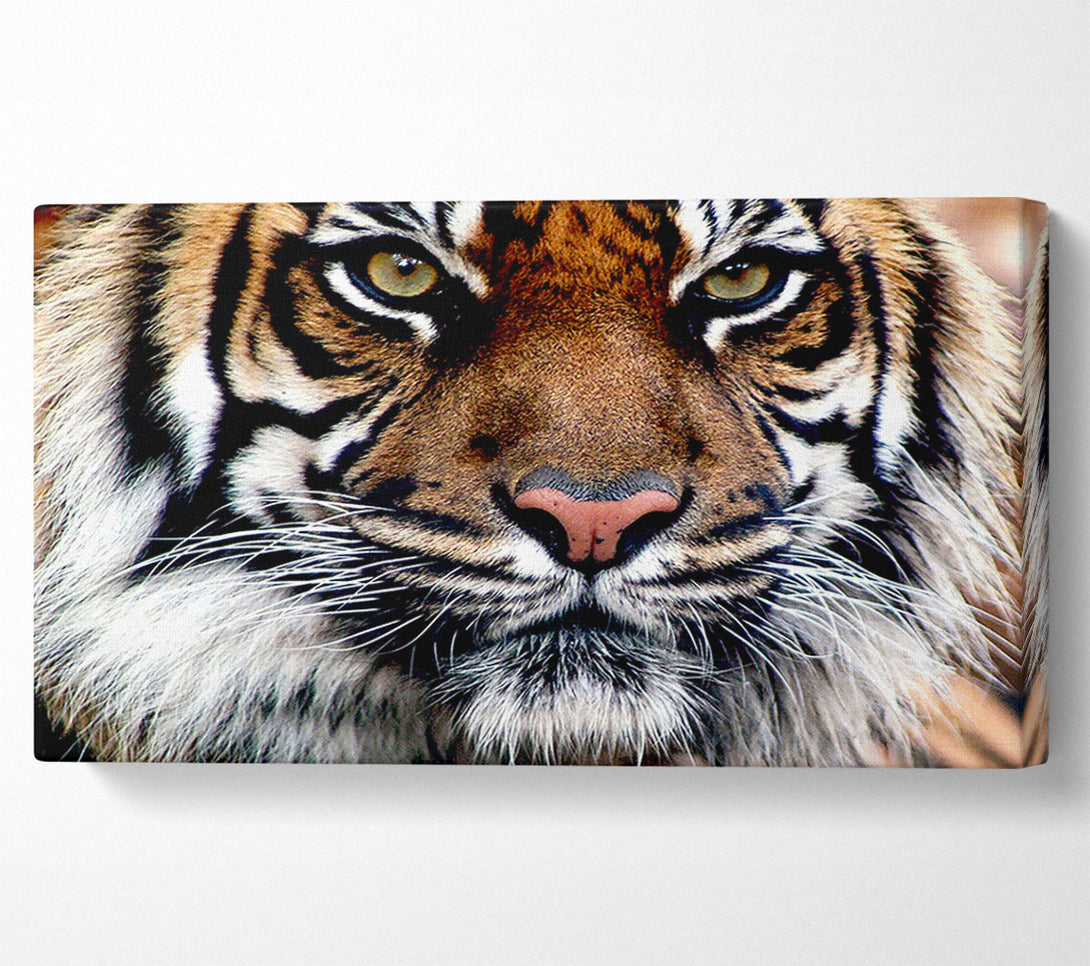  A Canvas Print of Tiger Face Canvas Print