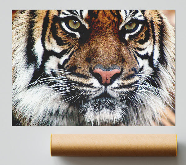 Tiger Face Giclee Print