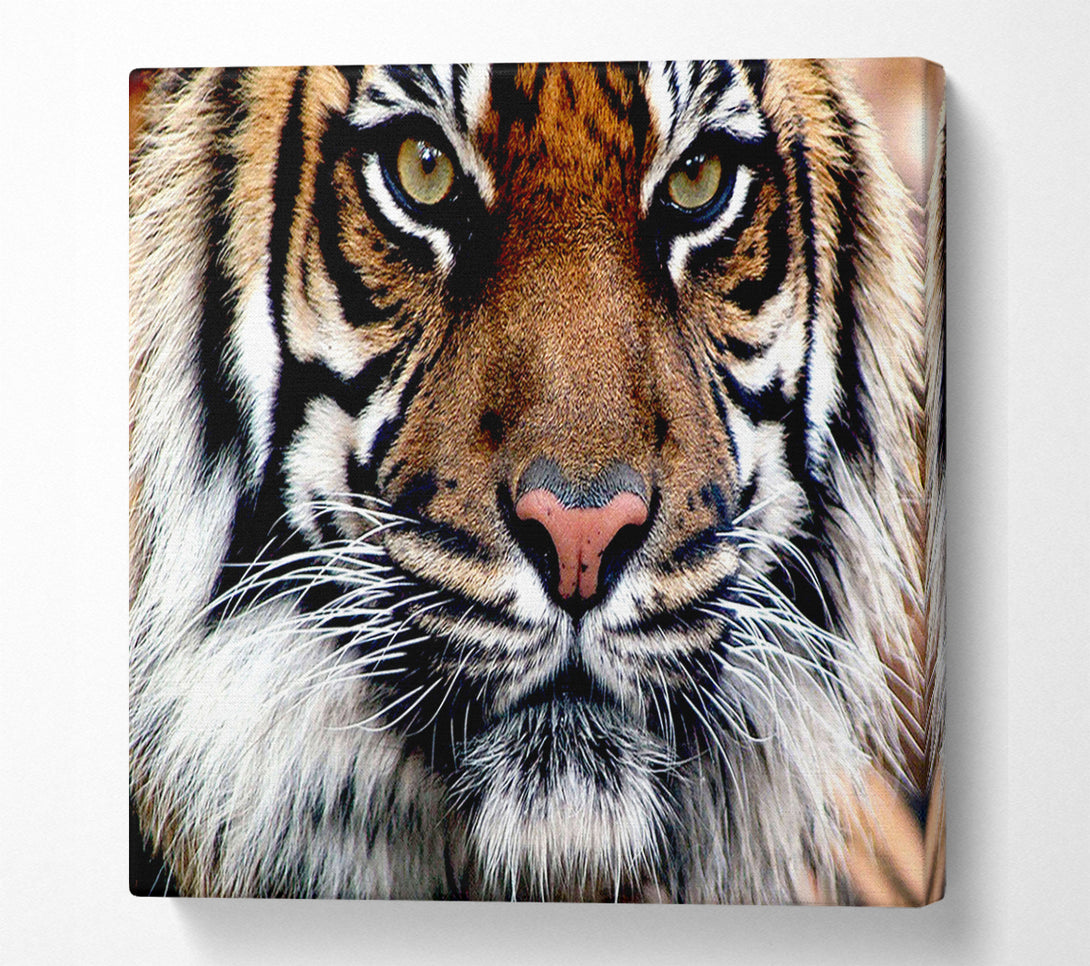 A Canvas Print of Tiger Face Canvas Print