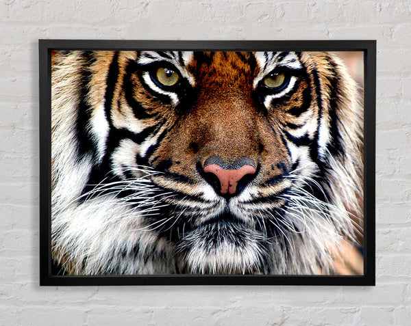 Tiger Face Framed Print