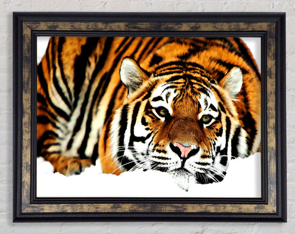 Tiger After The Hunt Framed Print