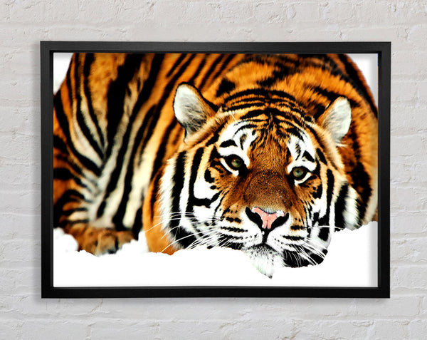 Tiger After The Hunt Framed Print