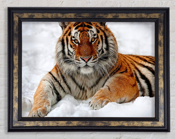 Tiger In Snow Framed Print