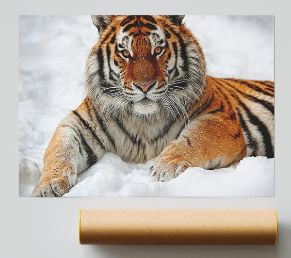 Tiger In Snow Poster
