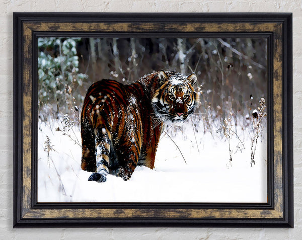Tiger In The Snow Framed Print
