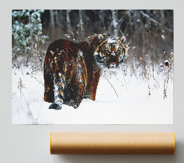 Tiger In The Snow Print