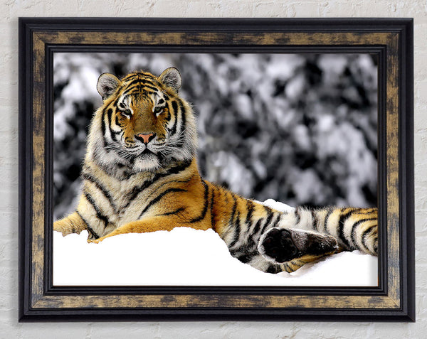 Tiger In Winter Framed Print