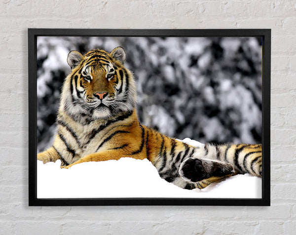 Tiger In Winter Framed Print