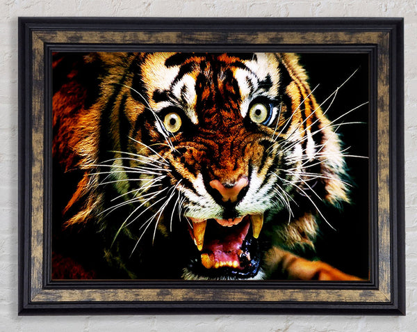 Tiger Roar Framed Print