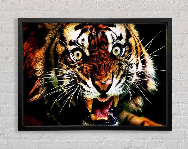 Tiger Roar Framed Print