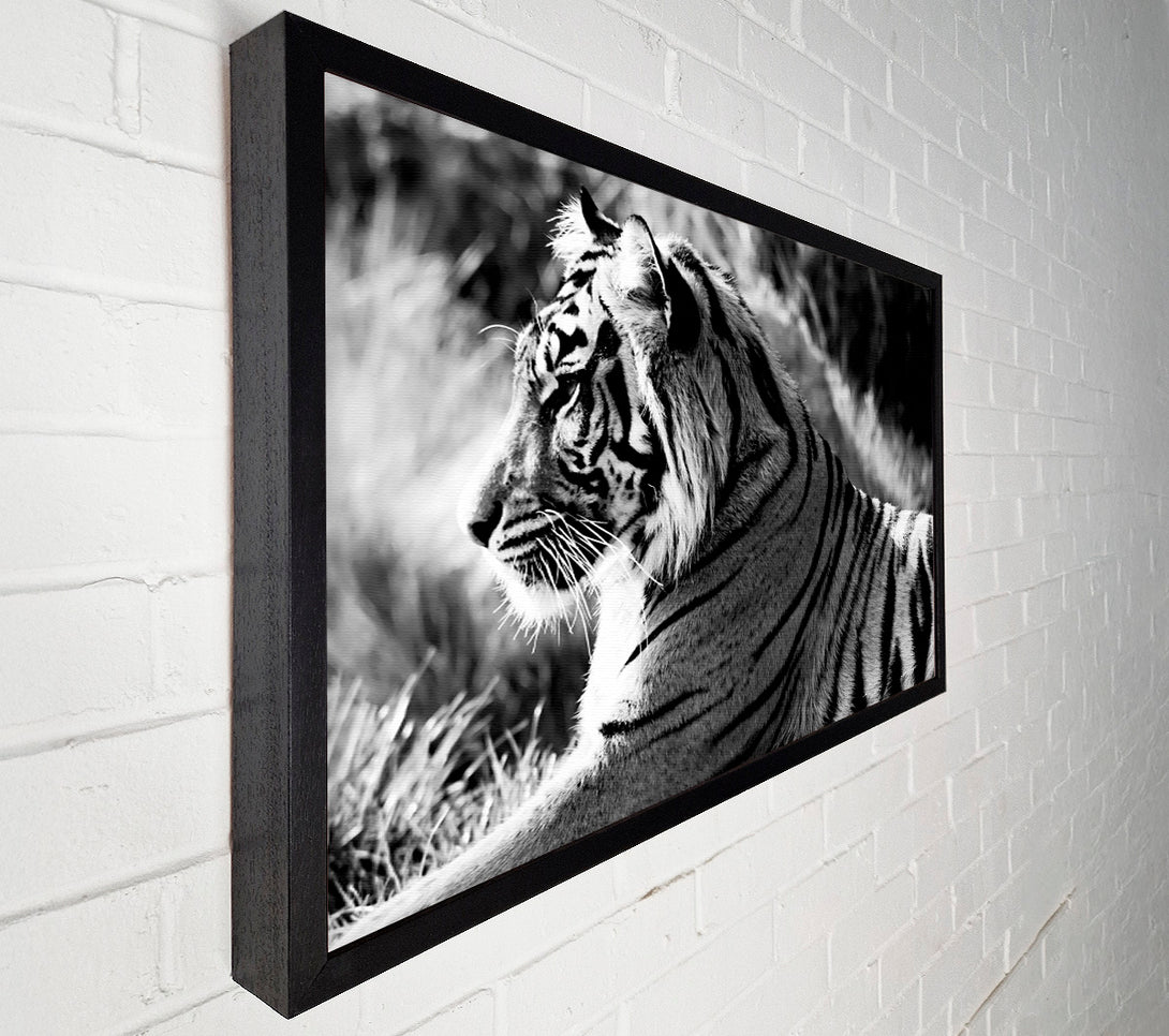 A Canvas Print of Tiger Resting Canvas Art