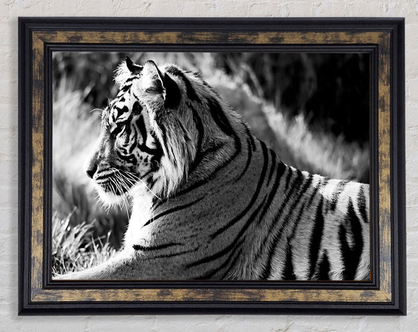 Tiger Resting Framed Print