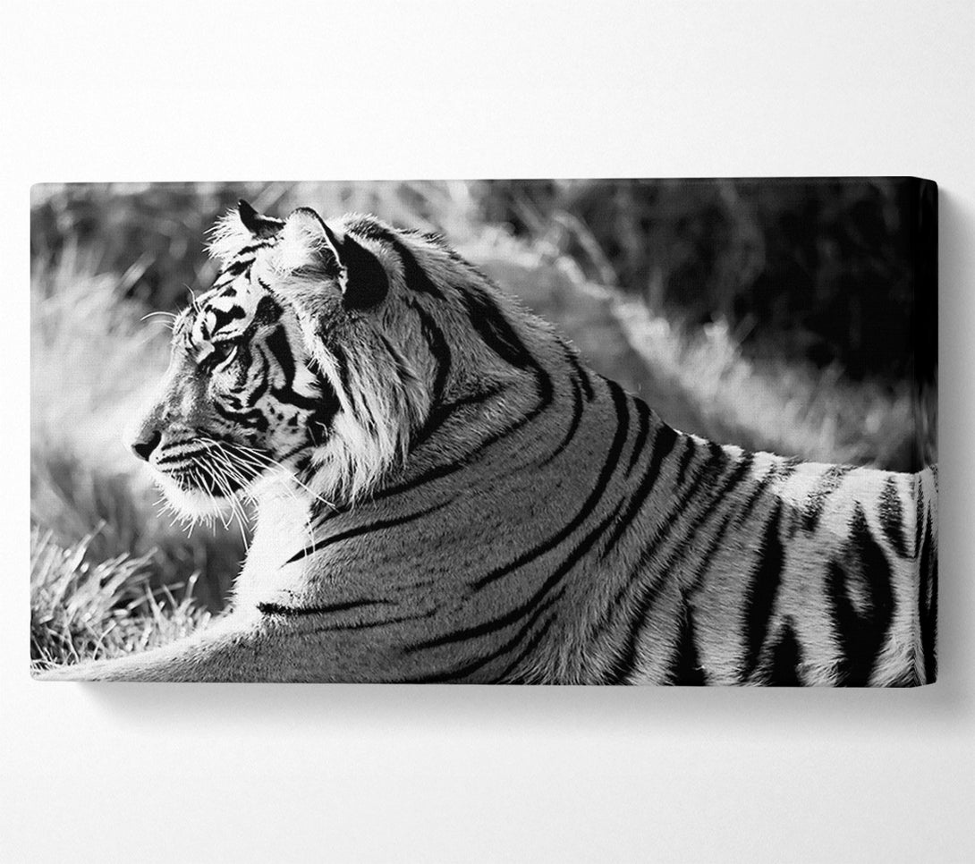  A Canvas Print of Tiger Resting Canvas Art