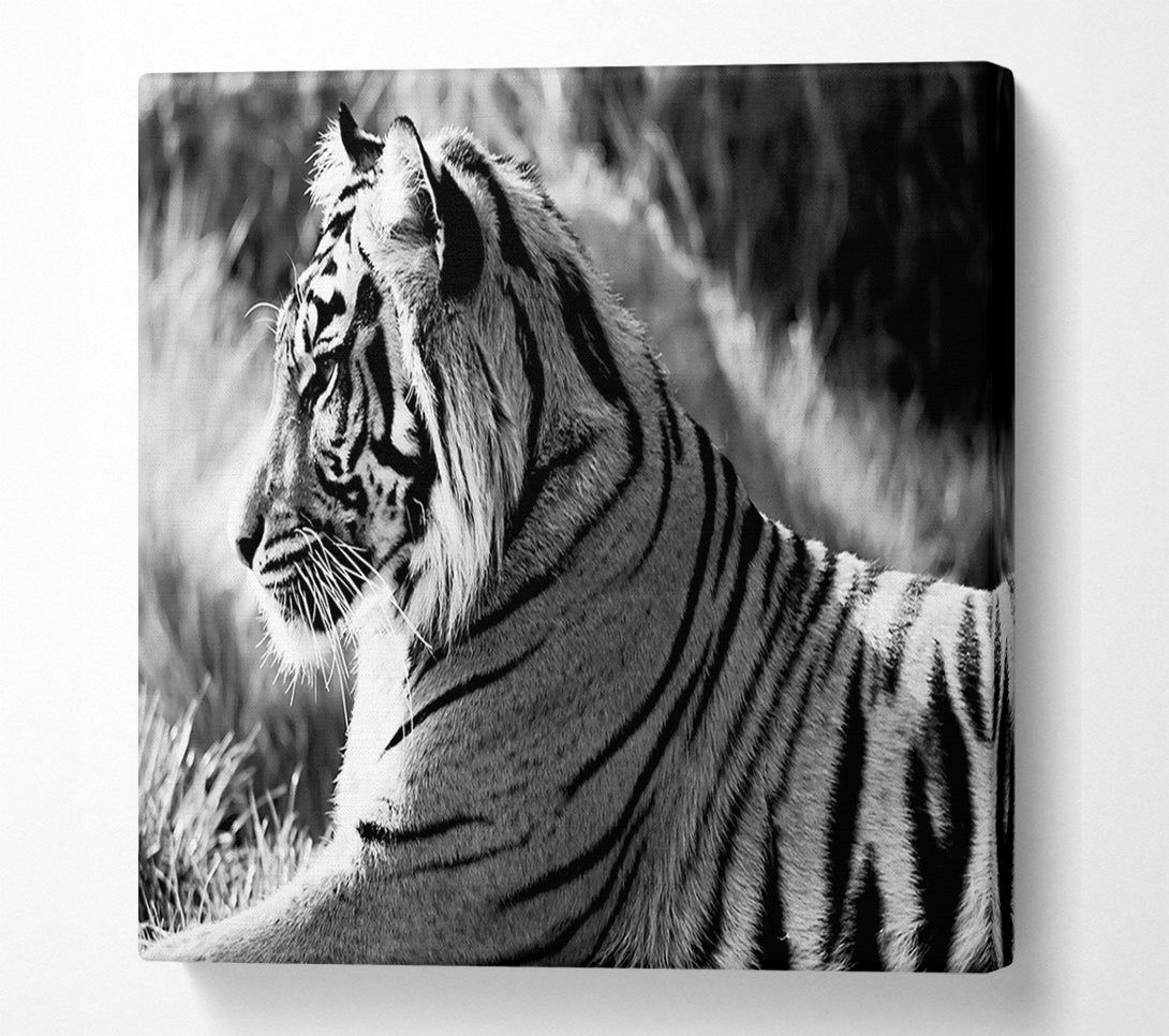  A Canvas Print of Tiger Resting Canvas Art