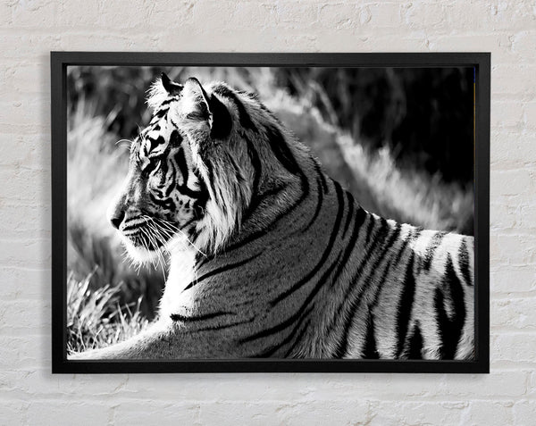 Tiger Resting Framed Print