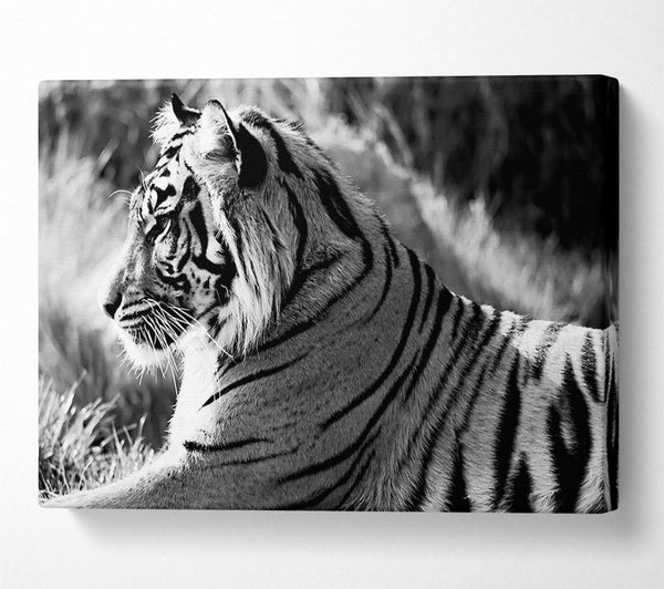  A Canvas Print of Tiger Resting Canvas Art
