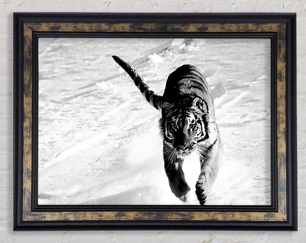 Tiger Running In Snow Framed Print