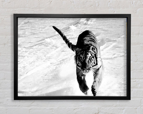 Tiger Running In Snow Framed Print