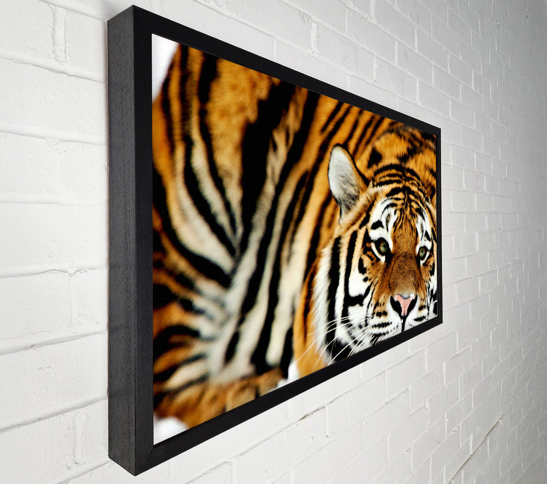  A Canvas Print of Tiger Snow Nose Canvas Print