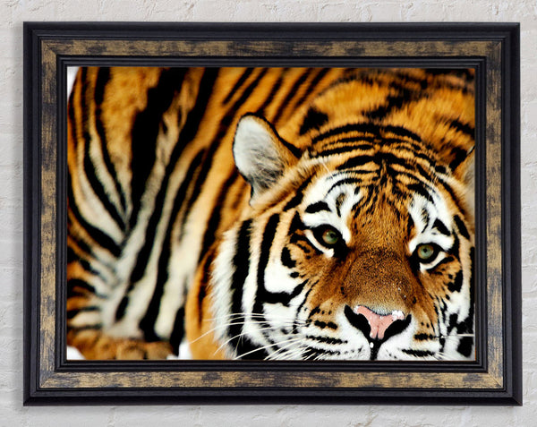 Tiger Snow Nose Framed Print