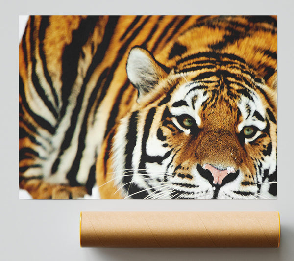 Tiger Snow Nose Giclee Print