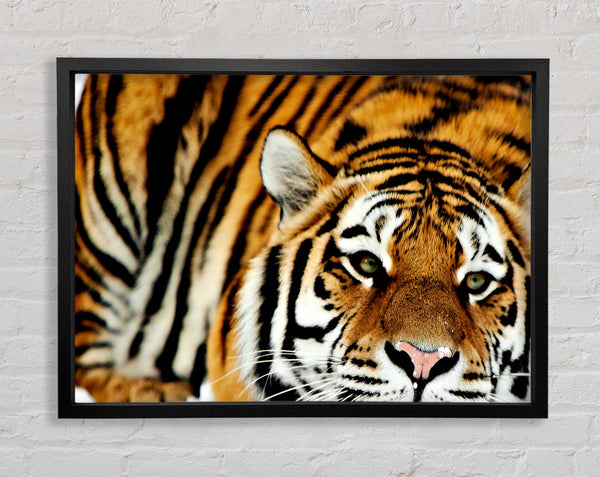 Tiger Snow Nose Framed Print