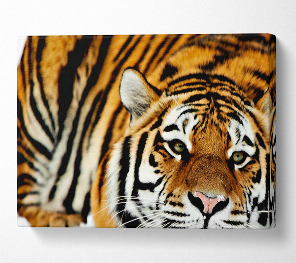  A Canvas Print of Tiger Snow Nose Canvas Print