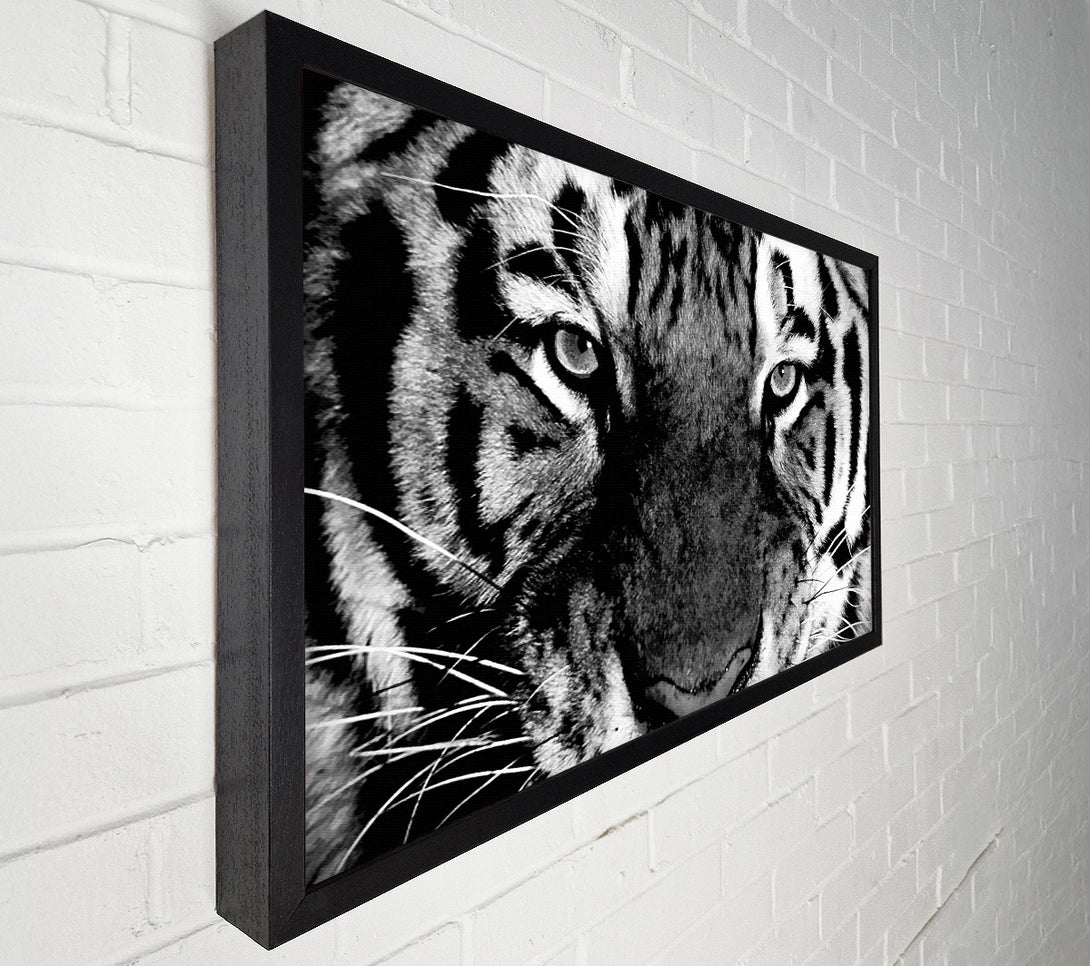  A Canvas Print of Tiger Stare B n W Canvas Print