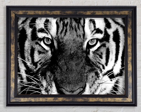 Tiger Stare B n W Framed Print