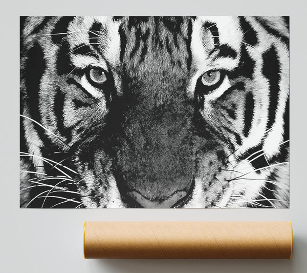 Tiger Stare B N W Poster