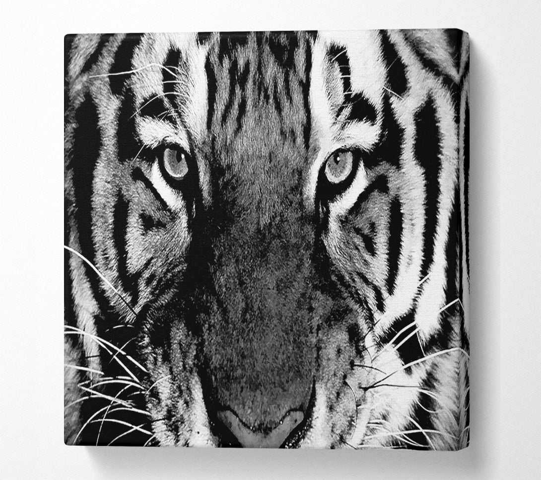  A Canvas Print of Tiger Stare B n W Canvas Print