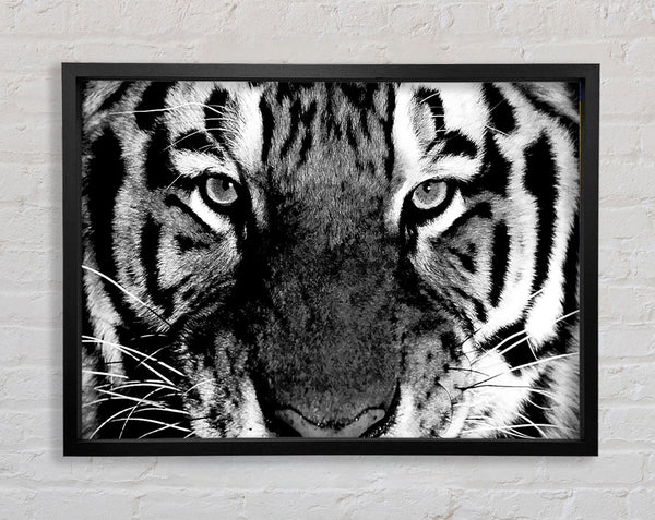 Tiger Stare B n W Framed Print